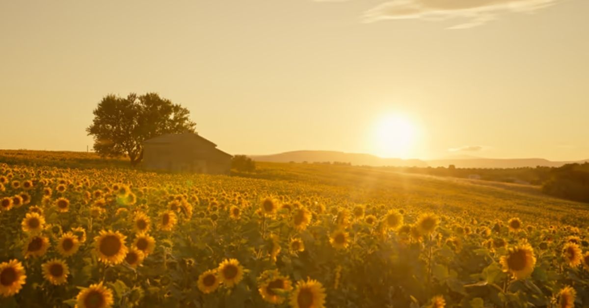 4 lines flower shayari in english