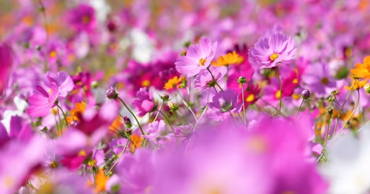 Beautiful flower shayari in english