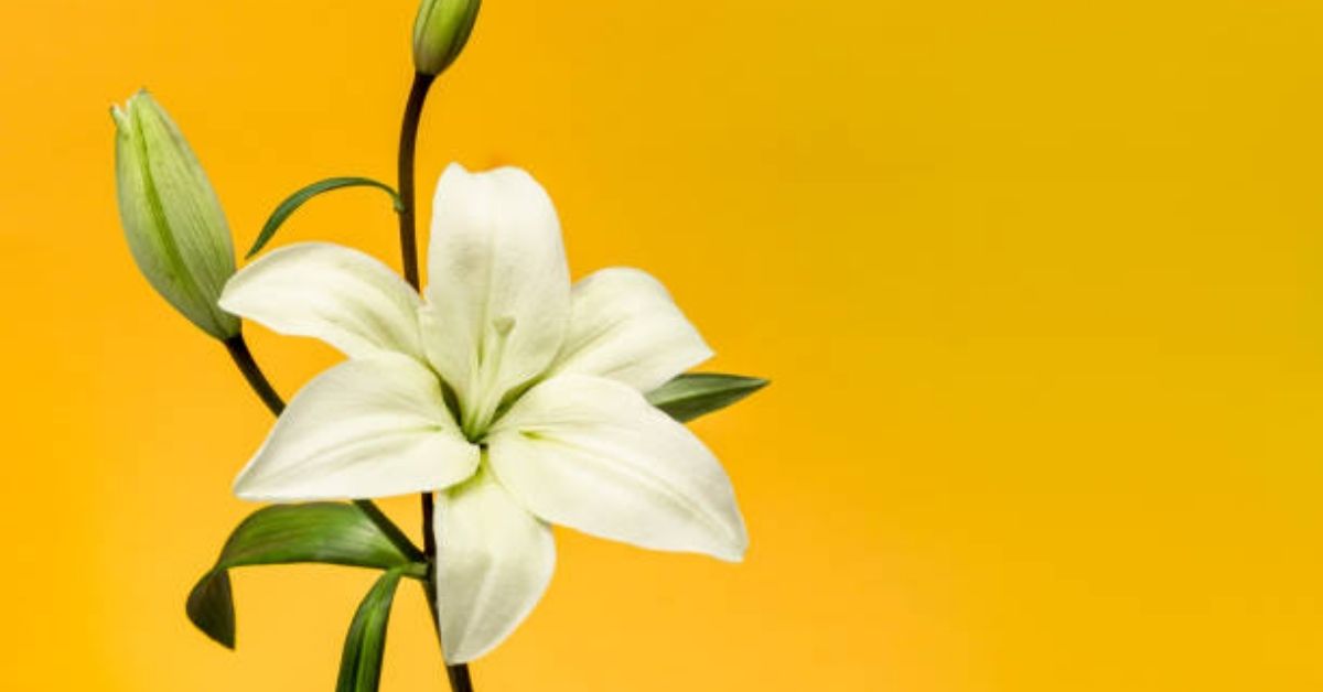 White flower shayari in english