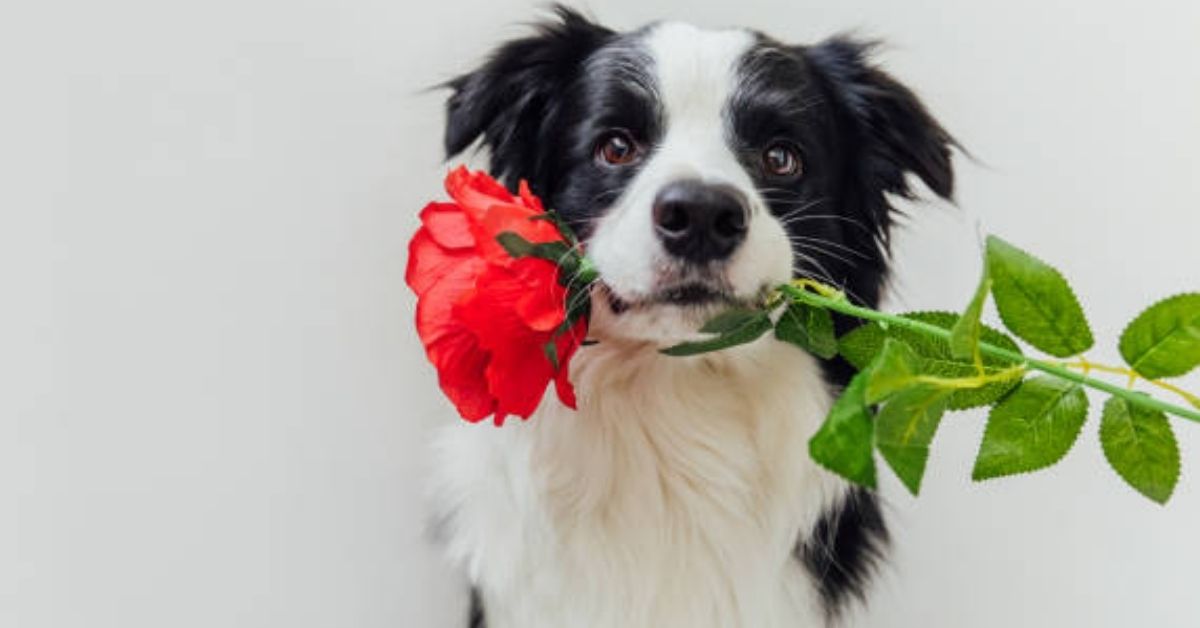 Rose Day Shayari for Best Friend